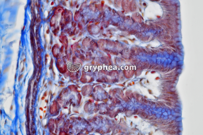 Estomac x160 - gryphea.org